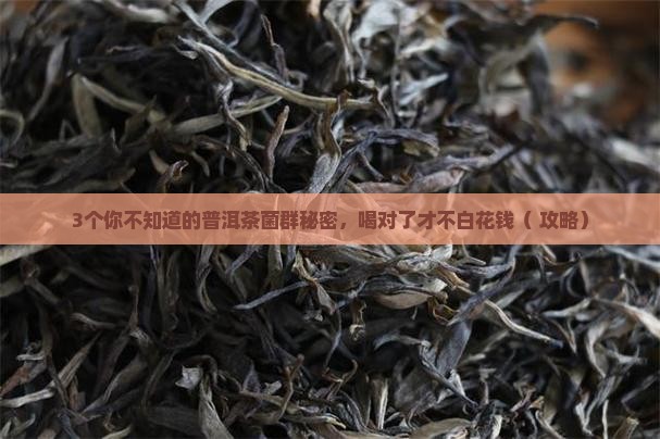 陈年普洱茶中的菌群