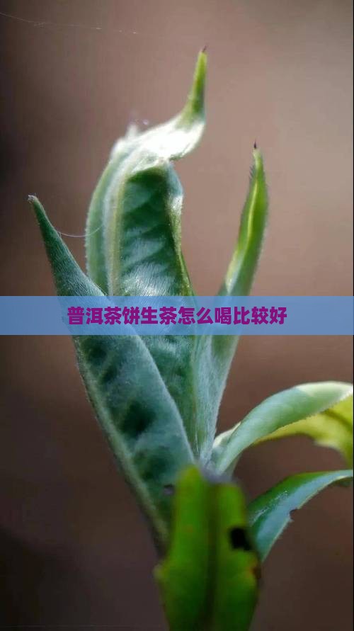 普洱茶饼生茶怎么喝比较好
