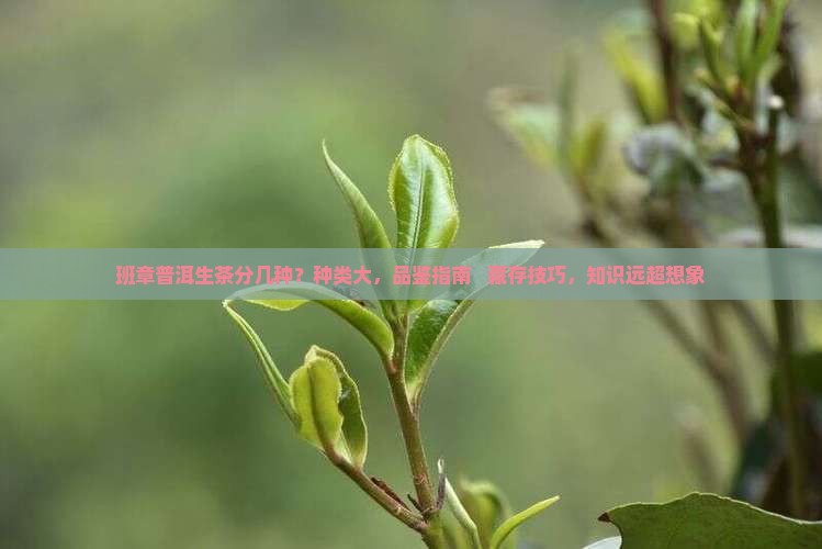 班章普洱生茶分几种