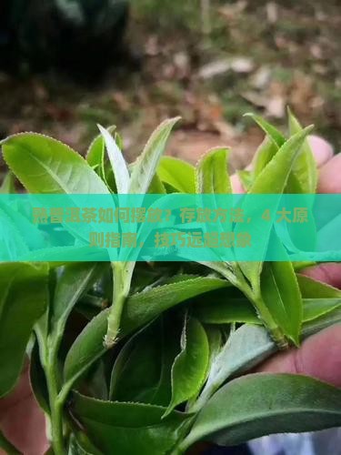 熟普洱茶如何摆放