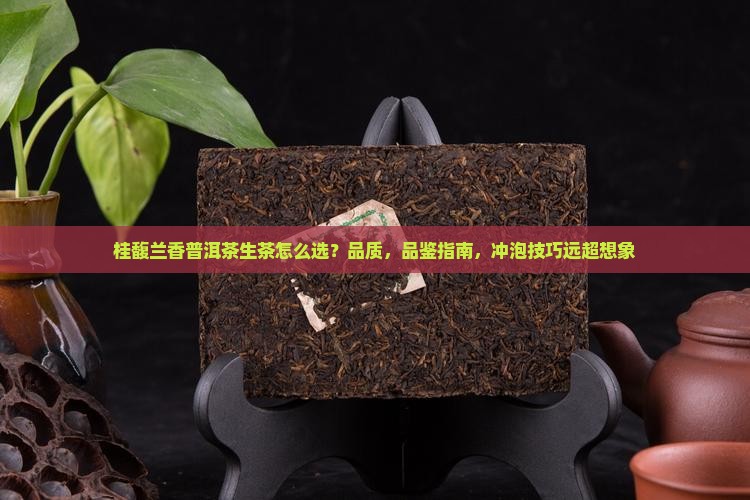 桂馥兰香普洱茶生茶