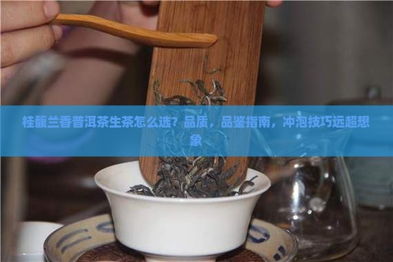 桂馥兰香普洱茶生茶