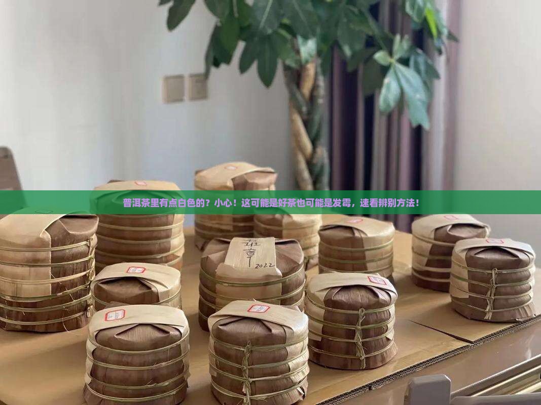 普洱茶里有点白色的