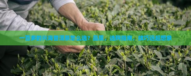 一百多的兴海普洱茶