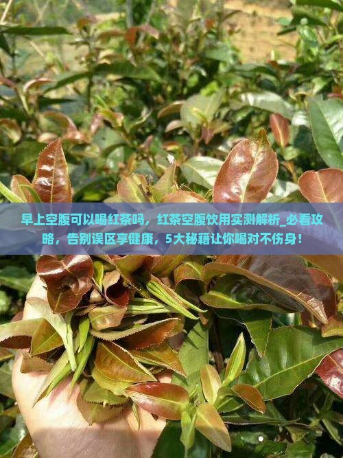 早上空腹可以喝红茶吗