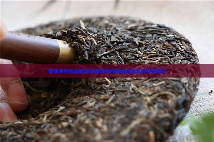 普洱茶种植喜阴喜阳