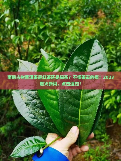 南糯古树普洱茶是红茶还是绿茶