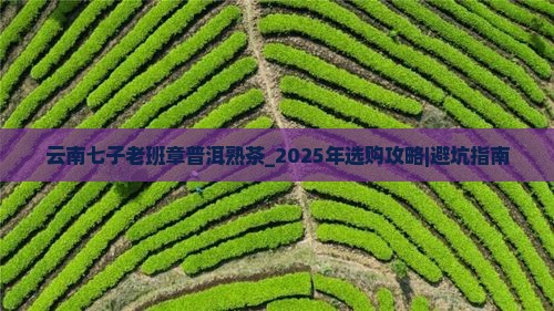 云南七子老班章普洱熟茶