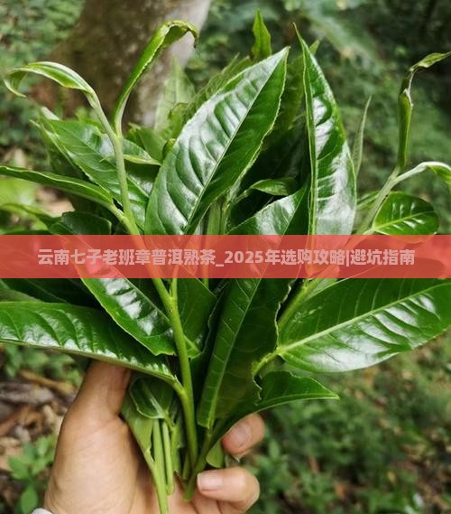 云南七子老班章普洱熟茶