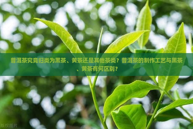普洱茶究竟归类为黑茶、黄茶还是其他茶类？普洱茶的制作工艺与黑茶、黄茶有何区别？