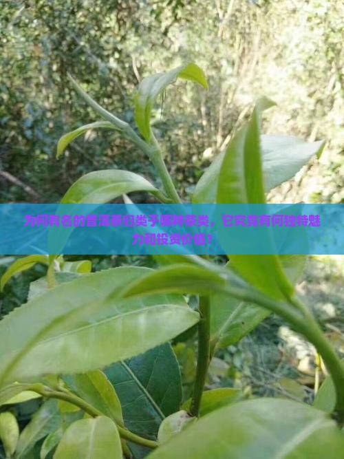 为何有名的普洱茶归类于哪种茶类，它究竟有何独特魅力和投资价值？