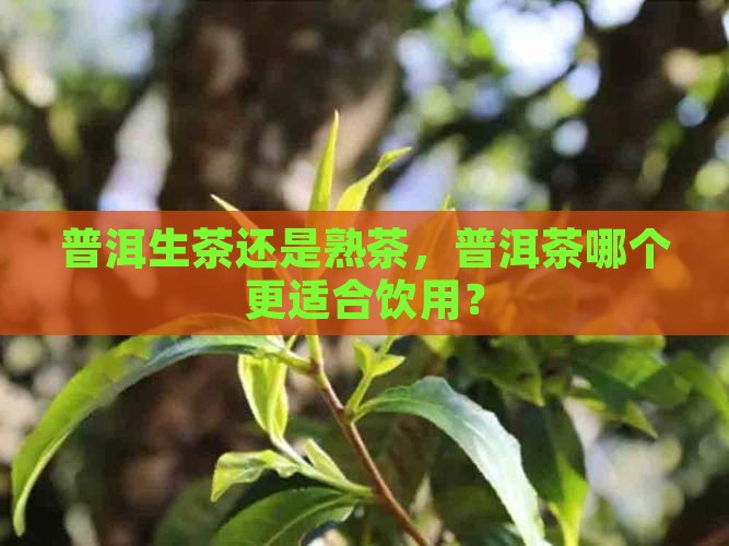 普洱生茶还是熟茶，普洱茶哪个更适合饮用？