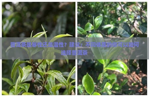 普洱茶是寒性还是温性？建议：不同体质的你可以如何选择普洱茶