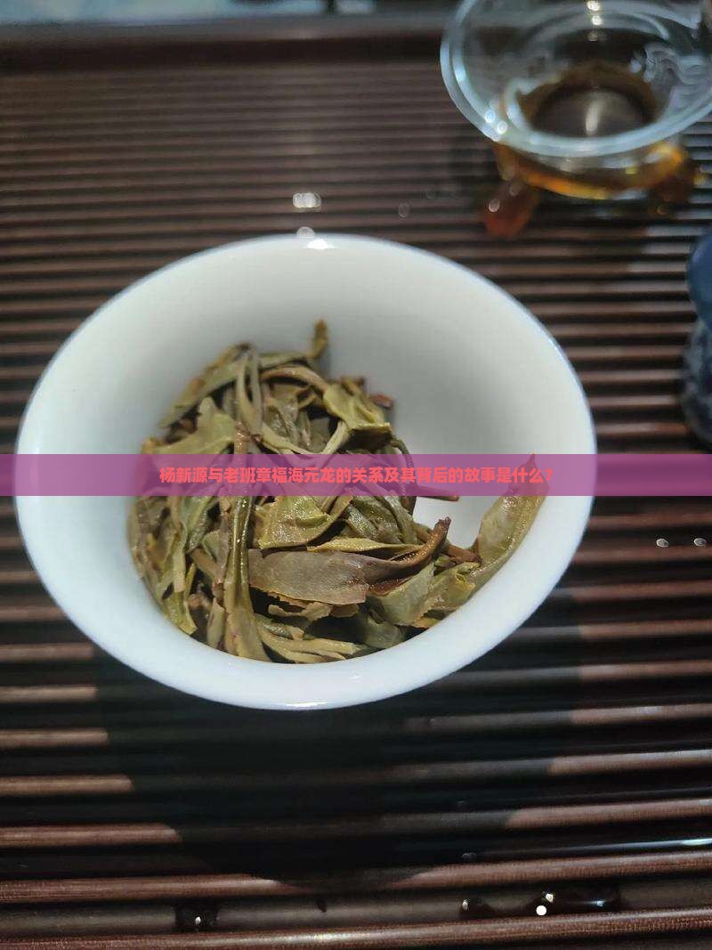 杨新源与老班章福海元龙的关系及其背后的故事是什么？