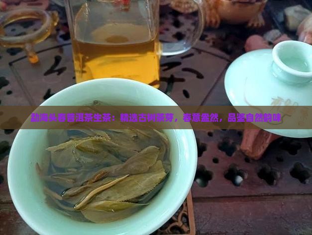 勐海头春普洱茶生茶：精选古树茶芽，春意盎然，品鉴自然韵味