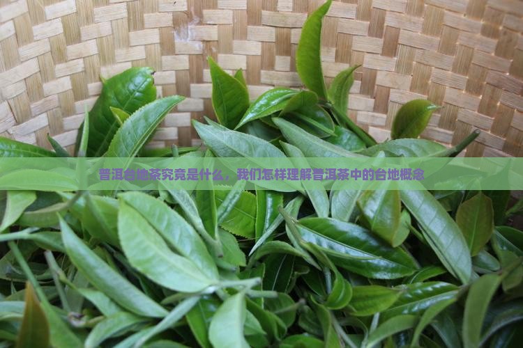 普洱台地茶究竟是什么，我们怎样理解普洱茶中的台地概念