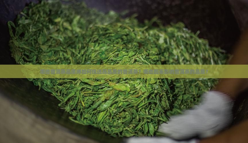 哪些普洱茶品质缚如何挑选高品质的普洱茶？哪些因素影响普洱茶的品质？