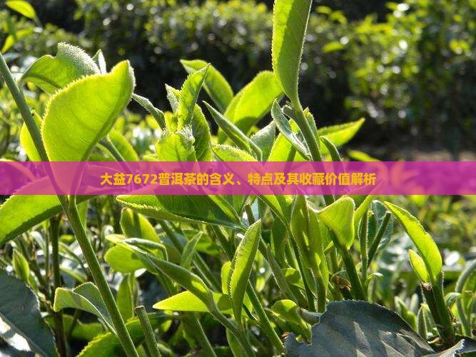 大益7672普洱茶的含义、特点及其收藏价值解析