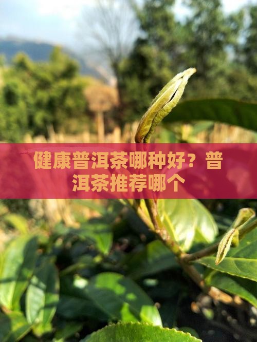 健康普洱茶哪种好？普洱茶推荐哪个