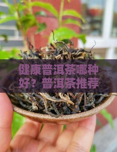 健康普洱茶哪种好？普洱茶推荐哪个