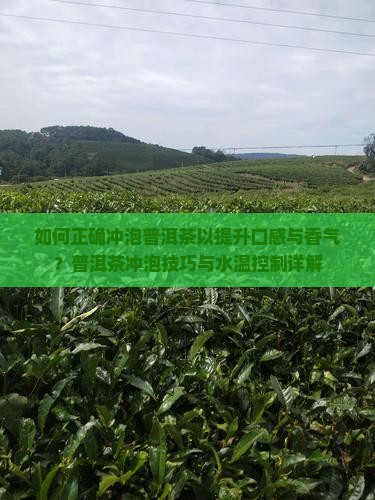 如何正确冲泡普洱茶以提升口感与香气？普洱茶冲泡技巧与水温控制详解