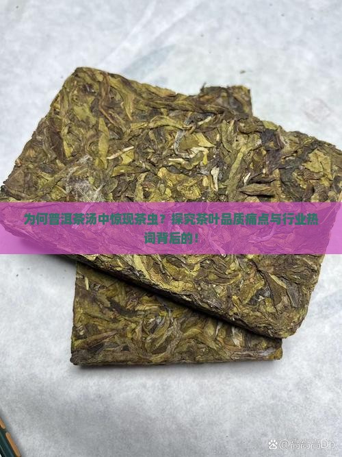为何普洱茶汤中惊现茶虫？探究茶叶品质痛点与行业热词背后的！