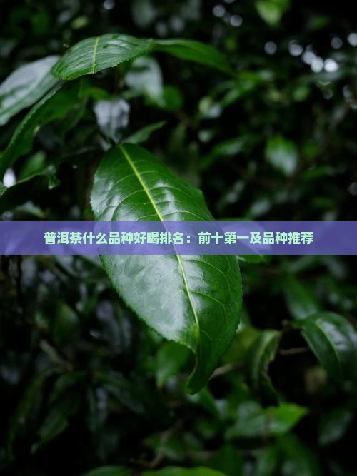 普洱茶什么品种好喝排名：前十第一及品种推荐