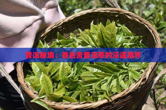 普洱秘境：香邑舍普洱茶的深邃境界