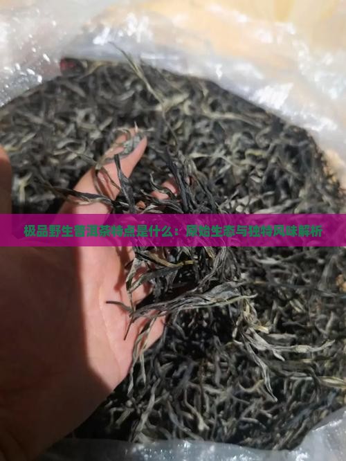 极品野生普洱茶特点是什么：原始生态与独特风味解析
