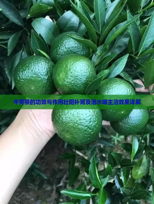 牛蒡茶的功效与作用壮阳补肾及泡水喝主治效果详解
