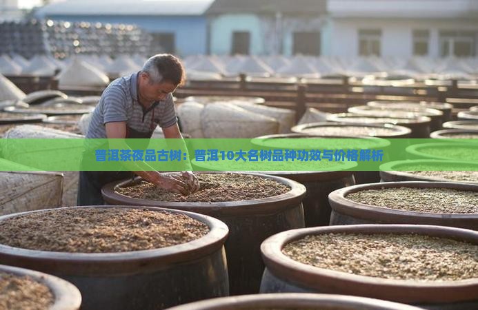 普洱茶夜品古树：普洱10大名树品种功效与价格解析