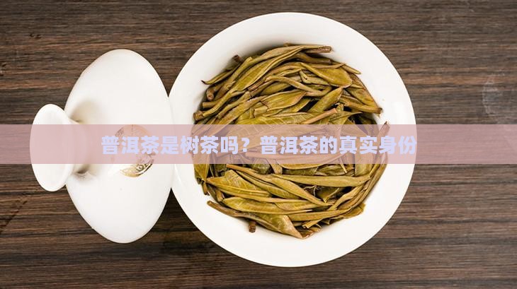 普洱茶是树茶吗？普洱茶的真实身份