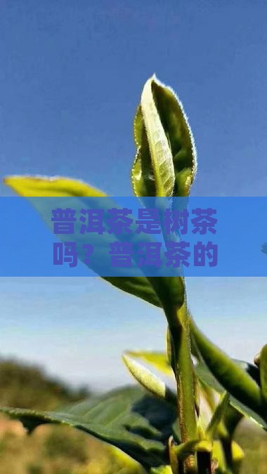 普洱茶是树茶吗？普洱茶的真实身份
