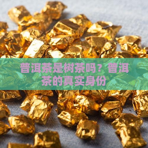 普洱茶是树茶吗？普洱茶的真实身份