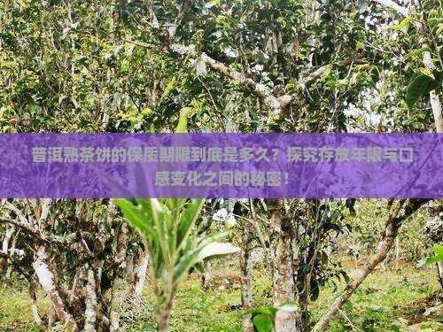 普洱熟茶饼的保质期限到底是多久？探究存放年限与口感变化之间的秘密！
