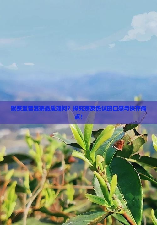 聚茶堂普洱茶品质如何？探究茶友热议的口感与保存痛点！