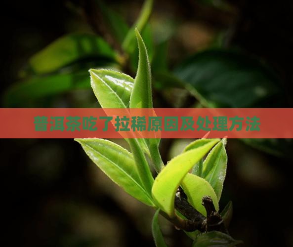 普洱茶吃了拉稀原因及处理方法