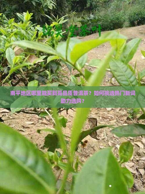 南平地区哪里能买到高品质普洱茶？如何挑选热门新词助力选购？
