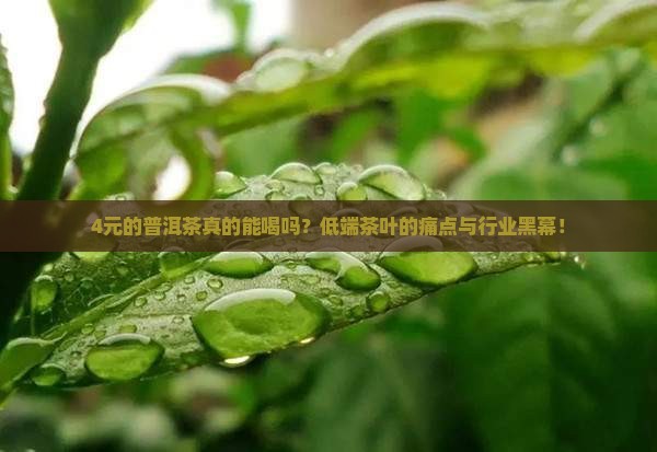 4元的普洱茶真的能喝吗？低端茶叶的痛点与行业黑幕！