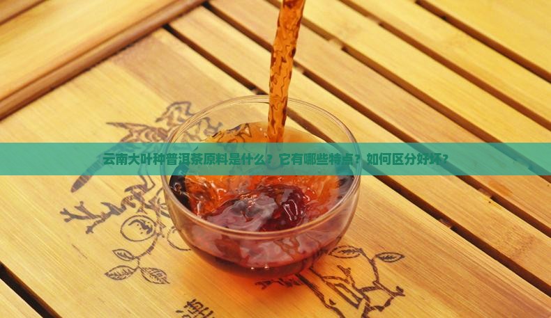 云南大叶种普洱茶原料是什么？它有哪些特点？如何区分好坏？