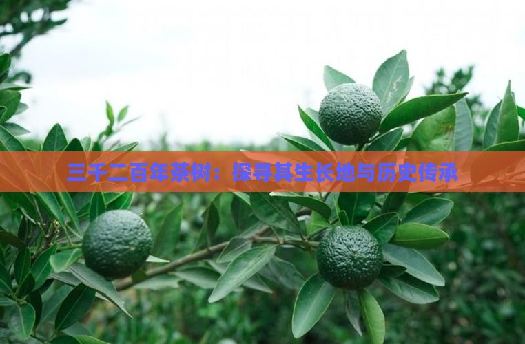 三千二百年茶树：探寻其生长地与历史传承