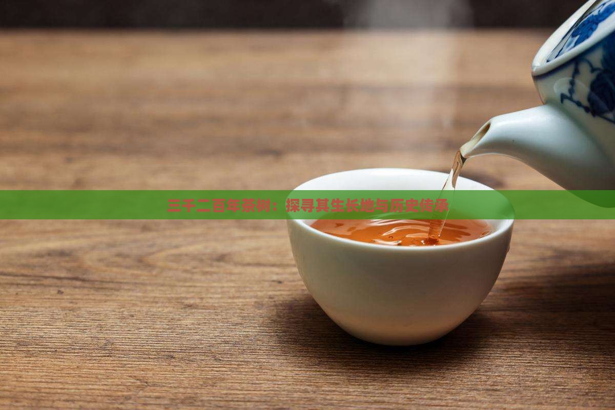 三千二百年茶树：探寻其生长地与历史传承