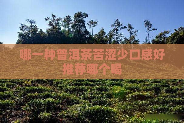 哪一种普洱茶苦涩少口感好推荐哪个喝