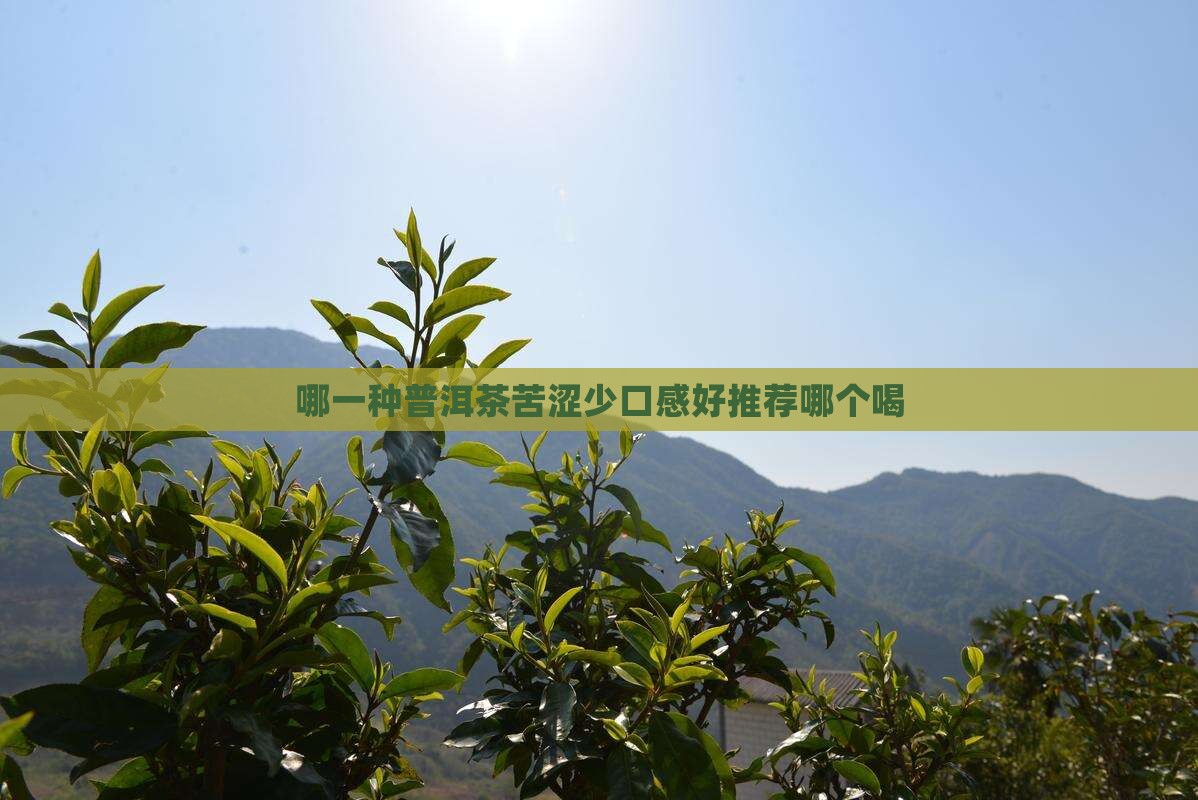 哪一种普洱茶苦涩少口感好推荐哪个喝