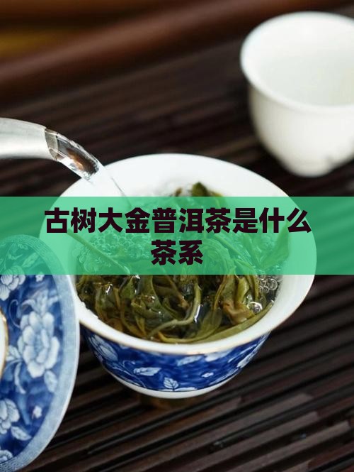 古树大金普洱茶是什么茶系
