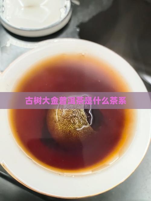 古树大金普洱茶是什么茶系