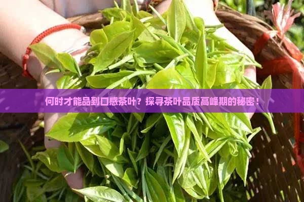 何时才能品到口感茶叶？探寻茶叶品质高峰期的秘密！