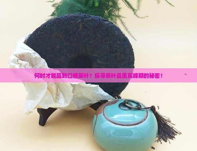 何时才能品到口感茶叶？探寻茶叶品质高峰期的秘密！