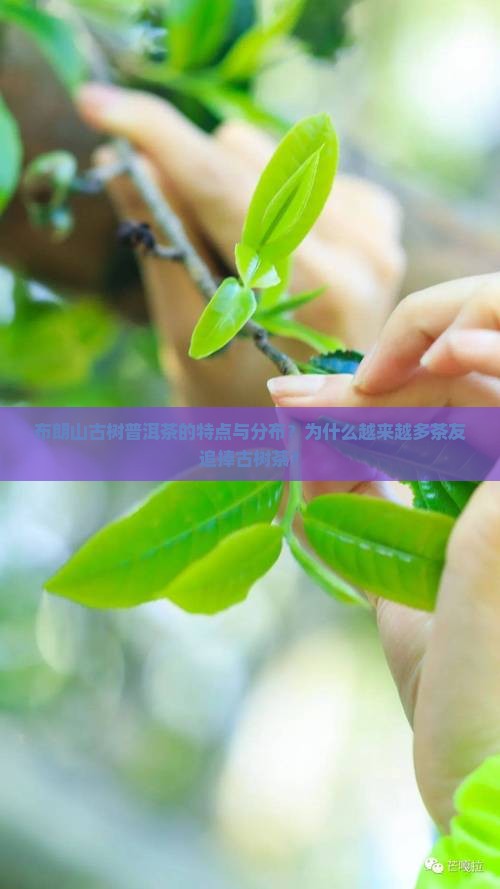 布朗山古树普洱茶的特点与分布？为什么越来越多茶友追捧古树茶？