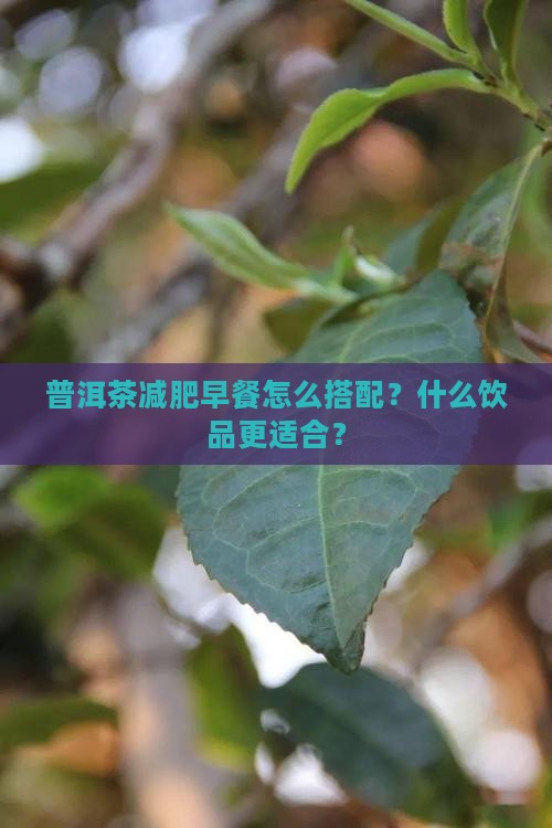 普洱茶减肥早餐怎么搭配？什么饮品更适合？